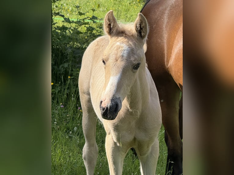 Arabisch Partbred Hengst Veulen (04/2026) Palomino in Soucht