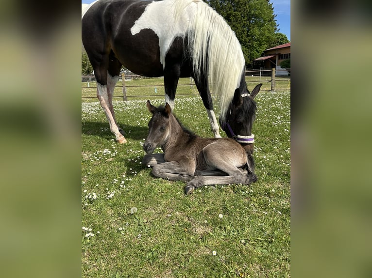 Arabisch Partbred Hengst Veulen (05/2026) Zwart in Rain