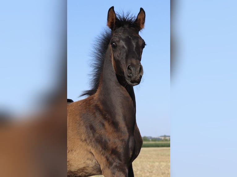 Arabisch Partbred Hengst Veulen (05/2026) Zwart in Rain am Lech