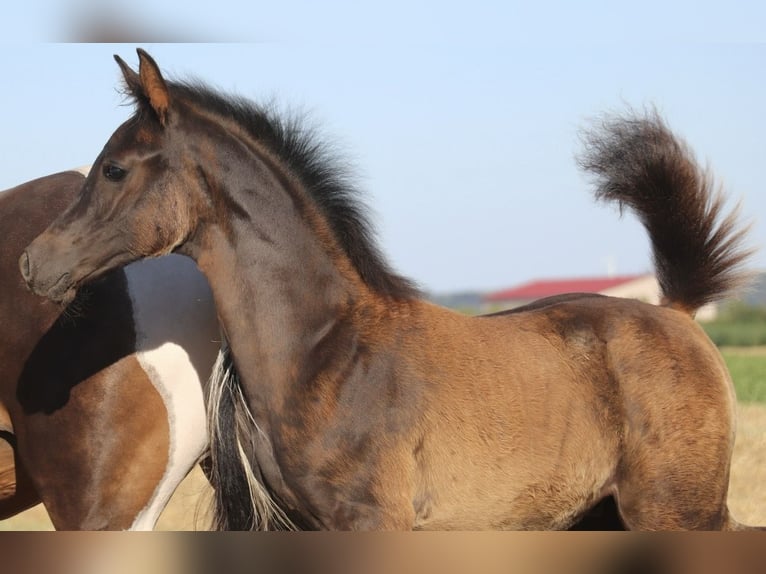 Arabisch Partbred Hengst Veulen (05/2026) Zwart in Rain am Lech
