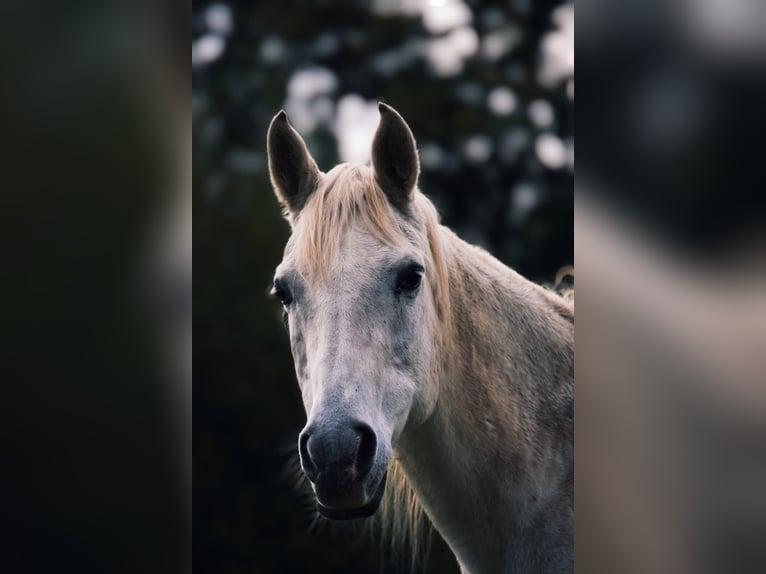 Arabisch Partbred Merrie 10 Jaar 150 cm Brown Falb schimmel in Ibbenbüren