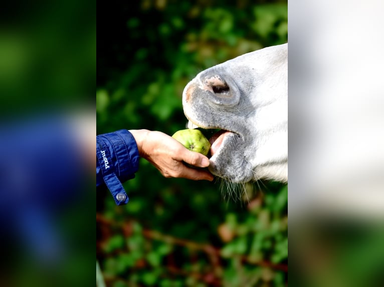 Arabisch Partbred Merrie 10 Jaar 150 cm Brown Falb schimmel in Ibbenbüren