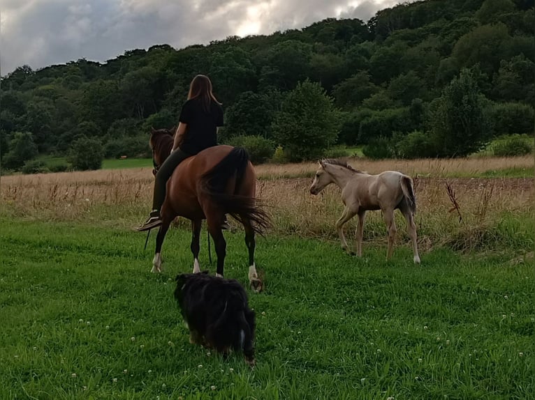 Arabisch Partbred Mix Merrie 10 Jaar 150 cm Bruin in Lebach