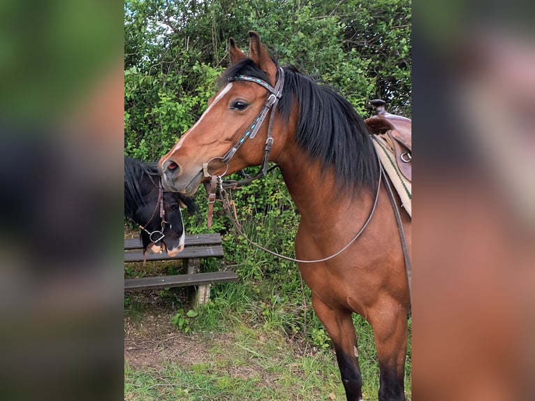 Arabisch Partbred Mix Merrie 10 Jaar 150 cm Bruin in Lebach