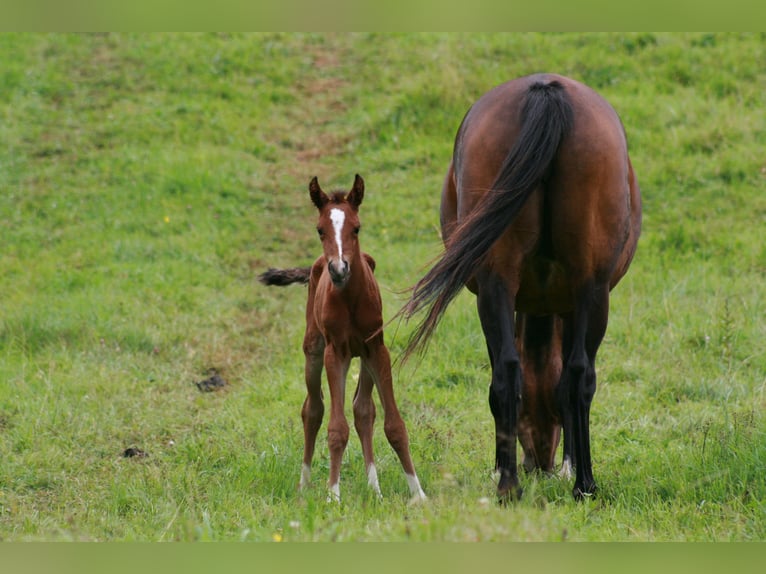 Arabisch Partbred Mix Merrie 10 Jaar 150 cm Bruin in Lebach