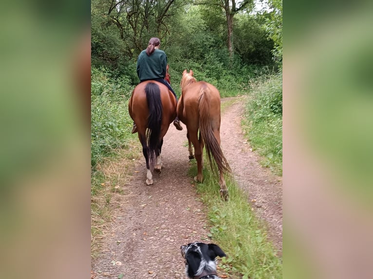 Arabisch Partbred Mix Merrie 10 Jaar 150 cm Bruin in Lebach