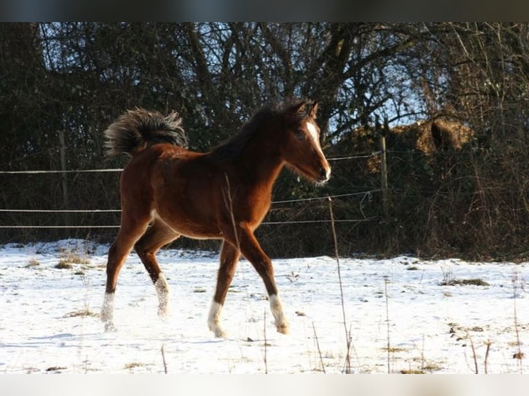Arabisch Partbred Mix Merrie 10 Jaar 150 cm Bruin in Lebach