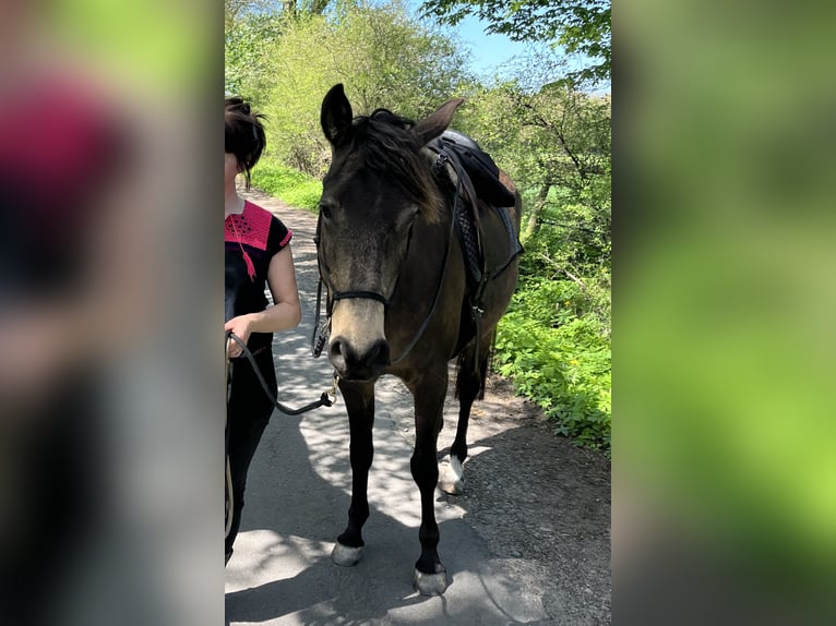 Arabisch Partbred Merrie 10 Jaar 150 cm Buckskin in Malente