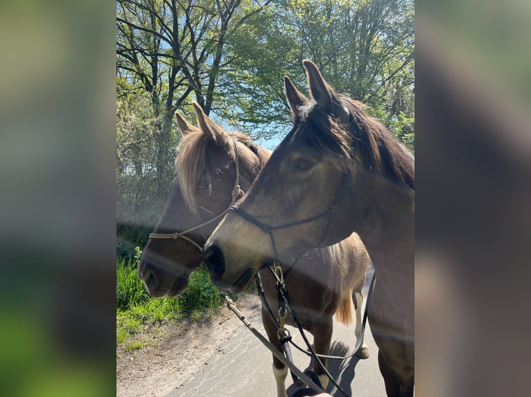 Arabisch Partbred Merrie 10 Jaar 150 cm Buckskin in Malente