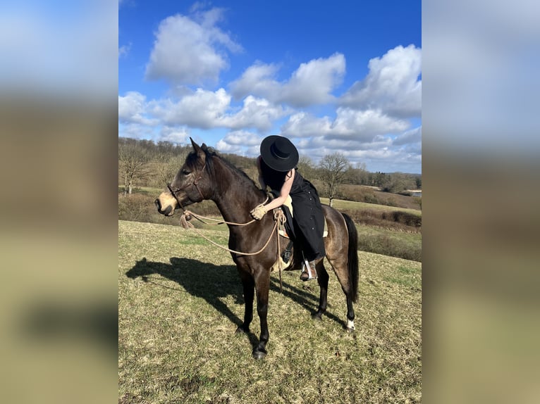 Arabisch Partbred Merrie 10 Jaar 154 cm Buckskin in Malente