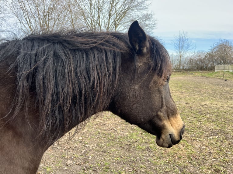 Arabisch Partbred Merrie 10 Jaar 154 cm Buckskin in Malente