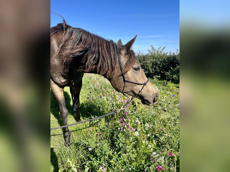 Arabisch Partbred Merrie 10 Jaar 155 cm Buckskin in Malente