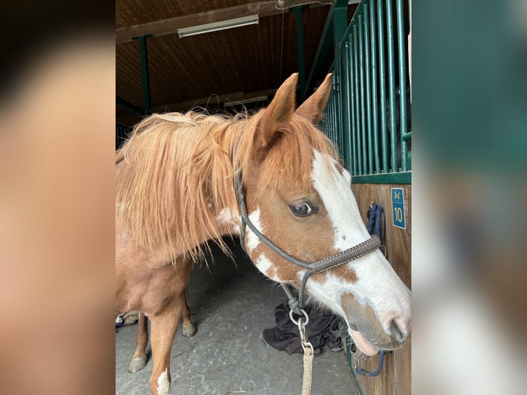 Arabisch Partbred Merrie 11 Jaar 152 cm in Marbach am Neckar