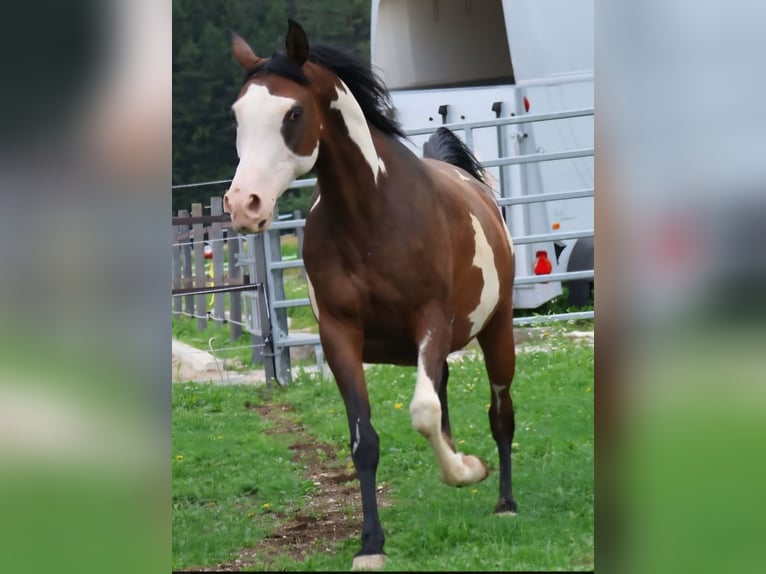 Arabisch Partbred Merrie 11 Jaar 155 cm Gevlekt-paard in Völkermarkt