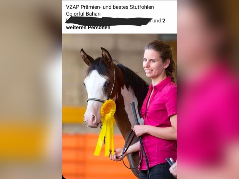 Arabisch Partbred Merrie 11 Jaar 155 cm Gevlekt-paard in Völkermarkt