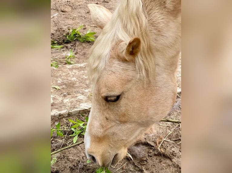 Arabisch Partbred Merrie 12 Jaar 152 cm Palomino in Lauenau Lauenau