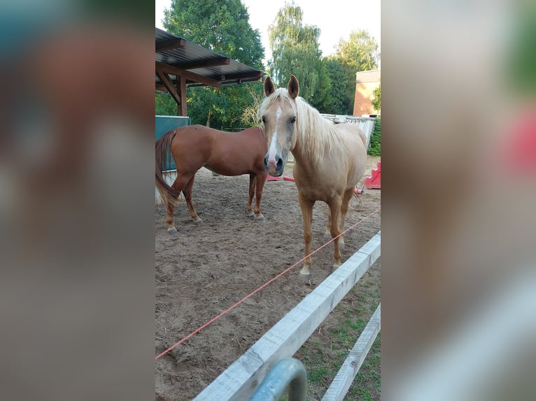 Arabisch Partbred Merrie 12 Jaar 152 cm Palomino in Lauenau Lauenau