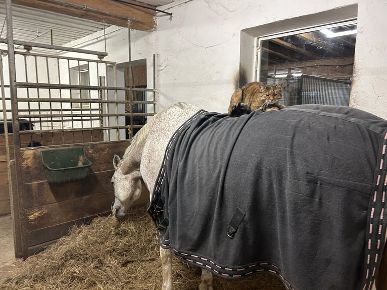 Arabisch Partbred Merrie 12 Jaar 164 cm Vliegenschimmel in Mainburg