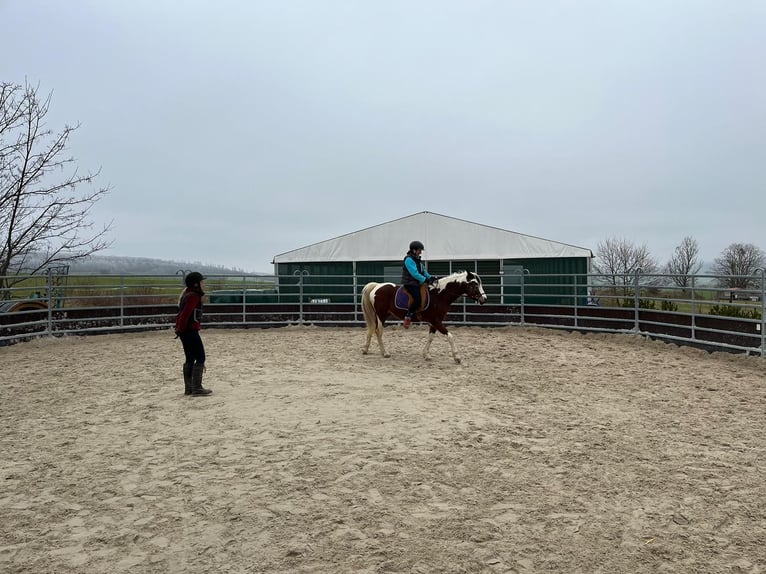 Arabisch Partbred Merrie 13 Jaar 149 cm Gevlekt-paard in Einbeck