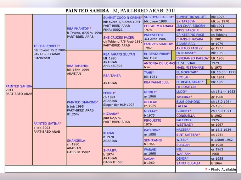 Arabisch Partbred Merrie 13 Jaar 149 cm Gevlekt-paard in Einbeck