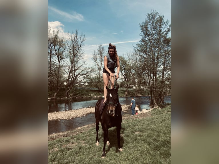 Arabisch Partbred Merrie 13 Jaar 155 cm Bruin in Marburg