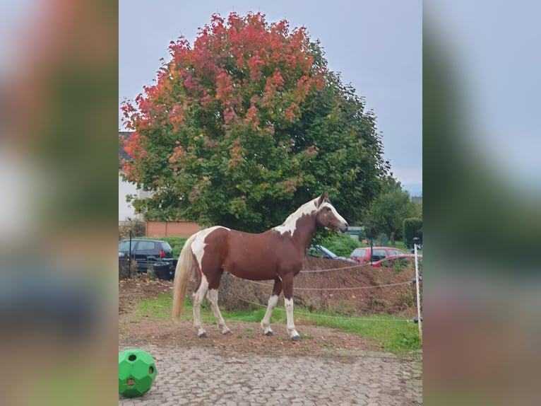 Arabisch Partbred Merrie 14 Jaar 148 cm Gevlekt-paard in Einbeck