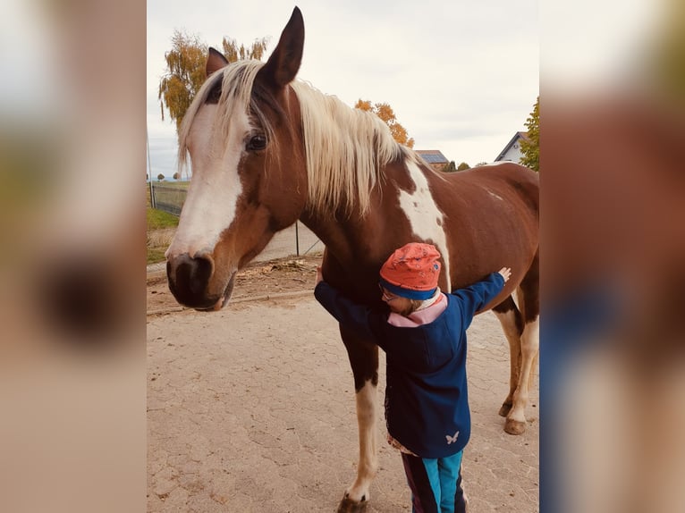 Arabisch Partbred Merrie 14 Jaar 148 cm Gevlekt-paard in Einbeck