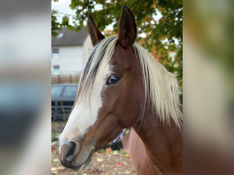 Arabisch Partbred Merrie 14 Jaar 148 cm Gevlekt-paard in Einbeck