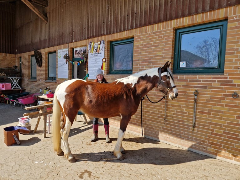 Arabisch Partbred Merrie 14 Jaar 148 cm Gevlekt-paard in Einbeck