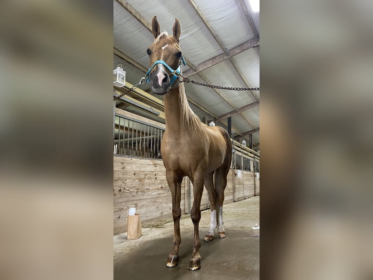 Arabisch Partbred Mix Merrie 17 Jaar 163 cm Palomino in Bacliff