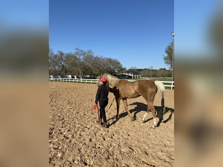 Arabisch Partbred Mix Merrie 17 Jaar 163 cm Palomino in Bacliff