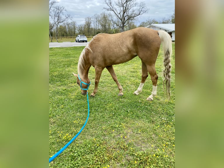 Arabisch Partbred Mix Merrie 17 Jaar 163 cm Palomino in Bacliff