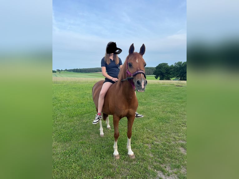 Arabisch Partbred Merrie 19 Jaar 140 cm Vos in Theisseil