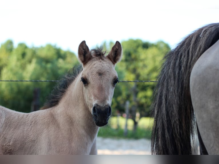 Arabisch Partbred Merrie 1 Jaar 145 cm Falbe in Erichem
