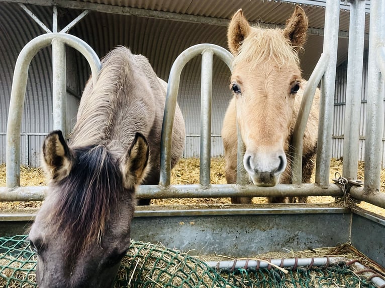 Arabisch Partbred Merrie 1 Jaar 145 cm Falbe in Erichem