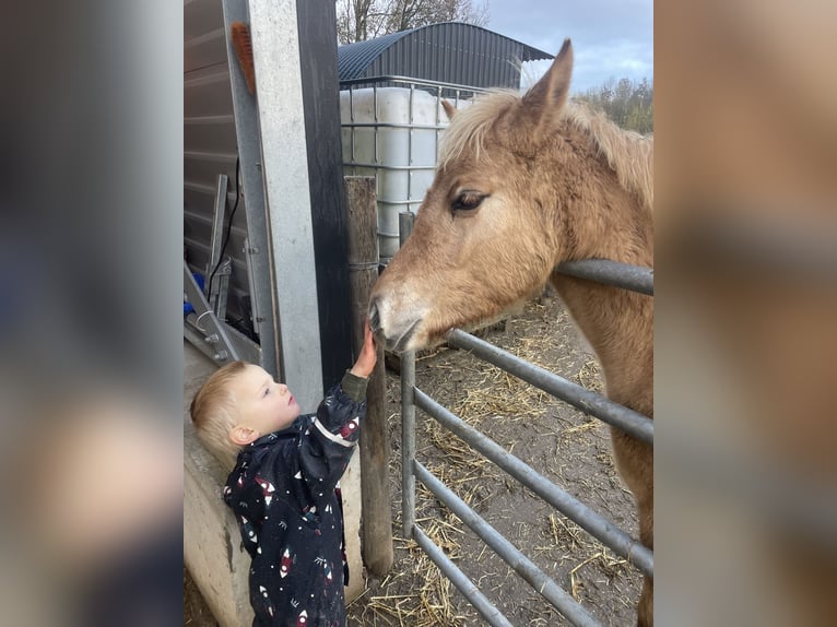 Arabisch Partbred Merrie 1 Jaar 145 cm Falbe in Erichem