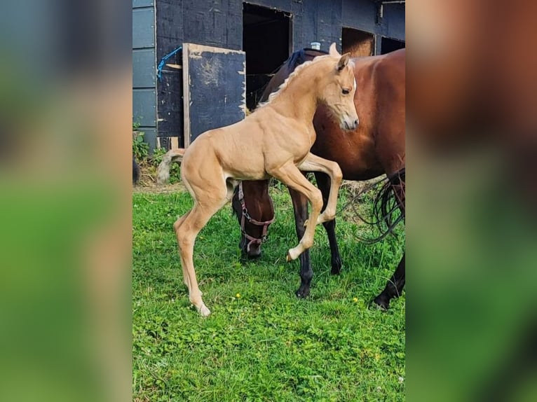 Arabisch Partbred Merrie 1 Jaar 148 cm in Renaix