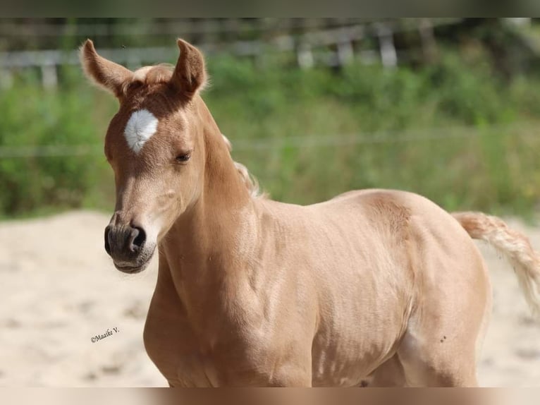 Arabisch Partbred Merrie 1 Jaar 148 cm in Renaix