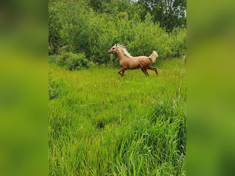 Arabisch Partbred Merrie 1 Jaar 148 cm in Renaix