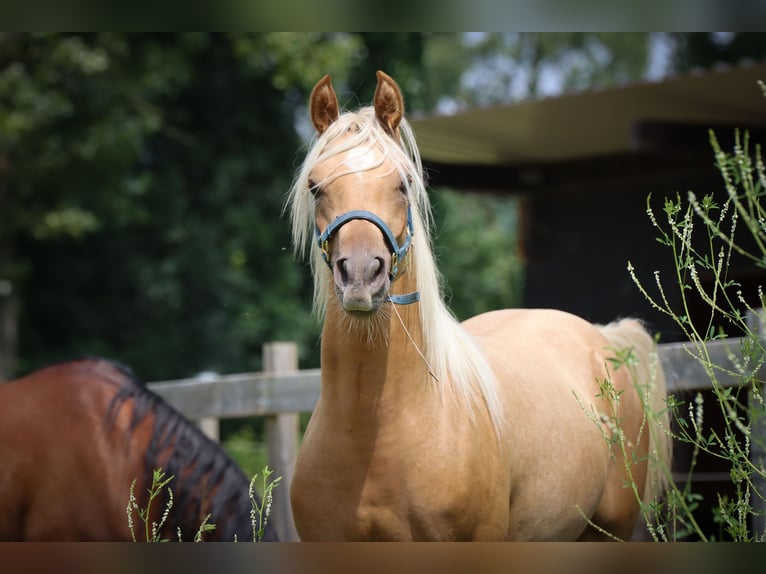 Arabisch Partbred Merrie 1 Jaar 148 cm in Renaix