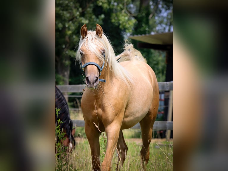 Arabisch Partbred Merrie 1 Jaar 148 cm in Renaix