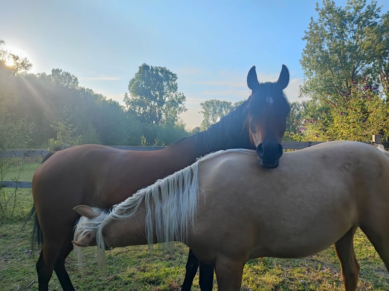 Arabisch Partbred Merrie 1 Jaar 148 cm in Renaix