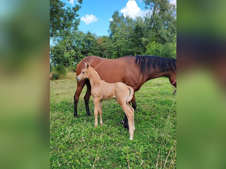 Arabisch Partbred Merrie 1 Jaar 148 cm in Renaix