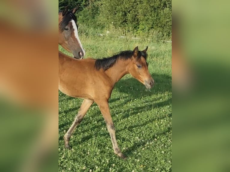 Arabisch Partbred Merrie 1 Jaar 150 cm Bruin in Haunetal