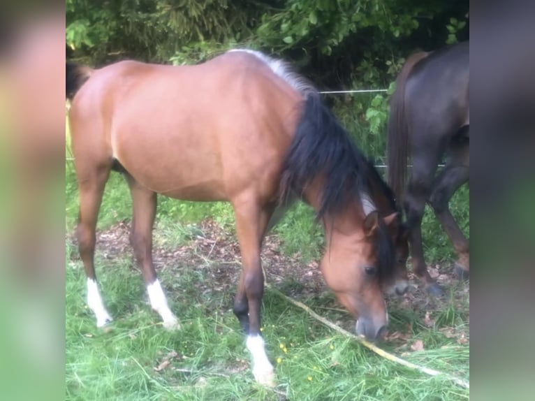 Arabisch Partbred Merrie 1 Jaar 150 cm Bruin in Haunetal