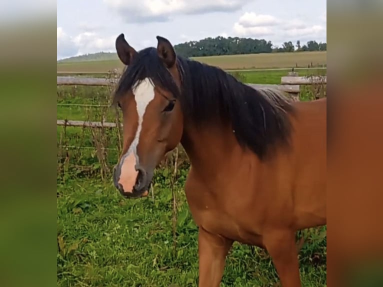 Arabisch Partbred Merrie 1 Jaar 150 cm Bruin in Haunetal
