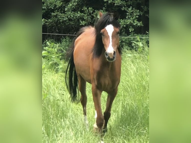 Arabisch Partbred Merrie 1 Jaar 150 cm Bruin in Haunetal