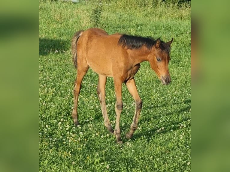 Arabisch Partbred Merrie 1 Jaar 150 cm Bruin in Haunetal