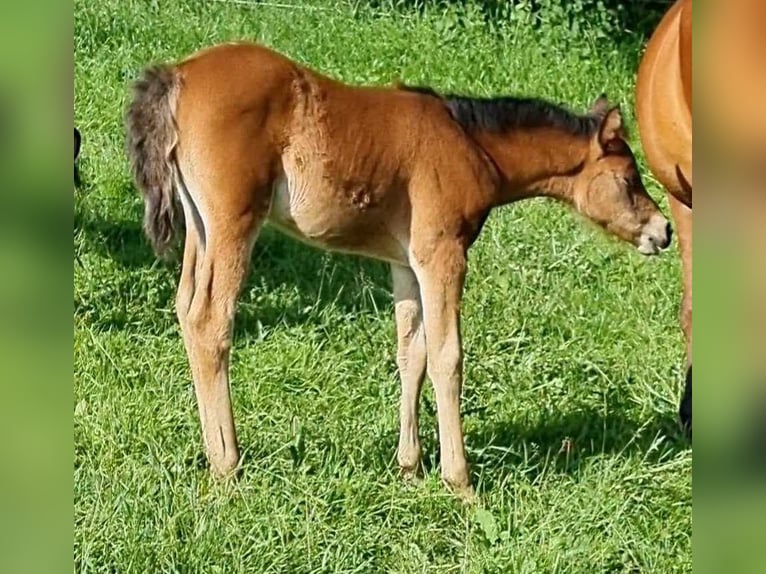 Arabisch Partbred Merrie 1 Jaar 150 cm Bruin in Haunetal