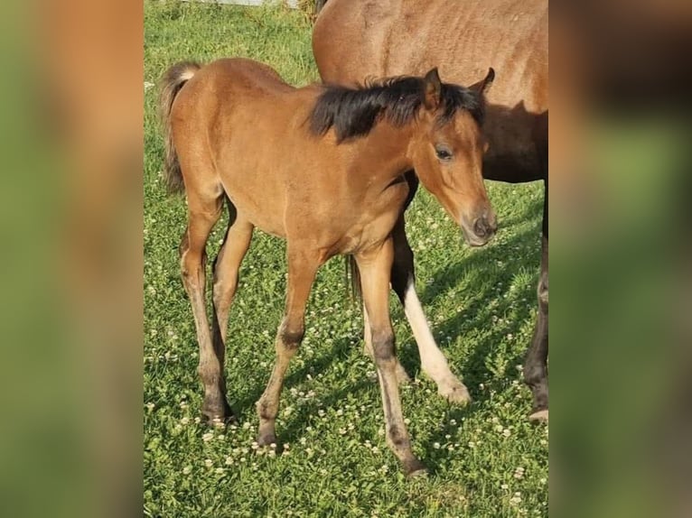 Arabisch Partbred Merrie 1 Jaar 150 cm Bruin in Haunetal